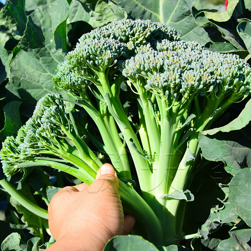 西兰种籽兰花种子四季蔬菜菜苔菜心秧苔芥蓝家庭园艺种子