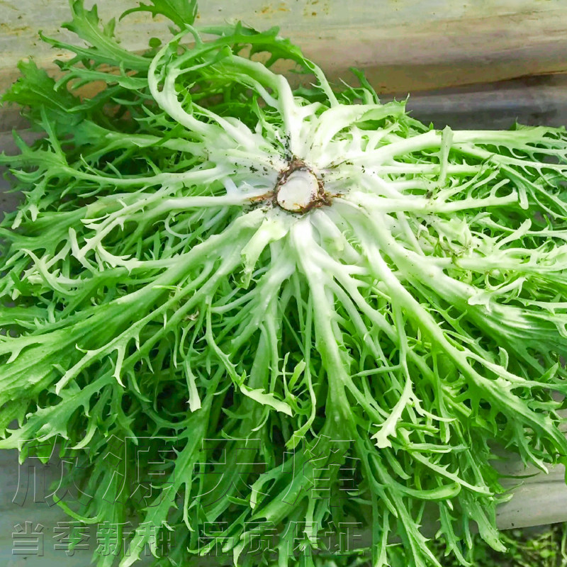 荷兰碎叶苦苣菜种子黄心细叶苦菊种籽花叶大叶皇帝苦苣蔬菜四季播