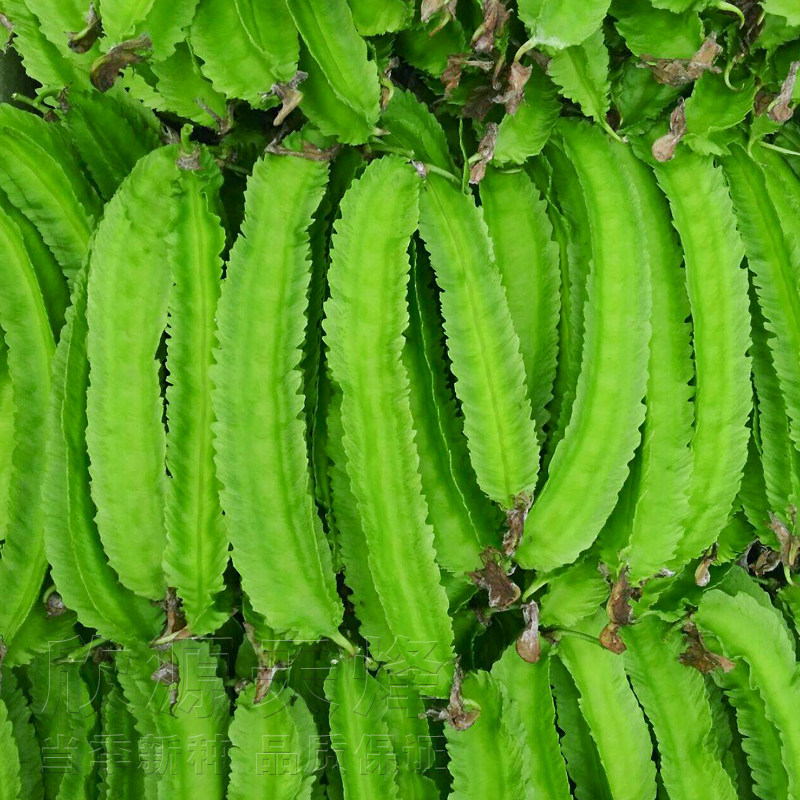 四季豆四棱豆杨桃龙豆种籽蔬菜菜豆豇豆豆角四角豆皇帝豆尼香种子