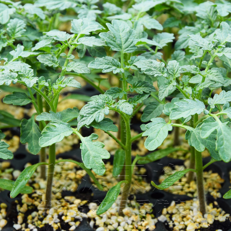 番茄苗西红柿种苗普罗旺斯紫黄黑小番茄幼苗四季阳台盆栽蔬菜苗秧