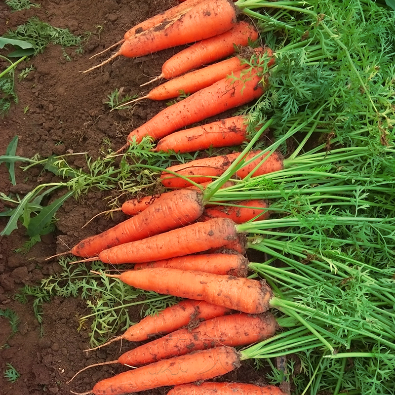 耐热耐寒胡萝卜种籽子四季夏秋播七寸参红色高产菜园盆栽蔬菜种孑