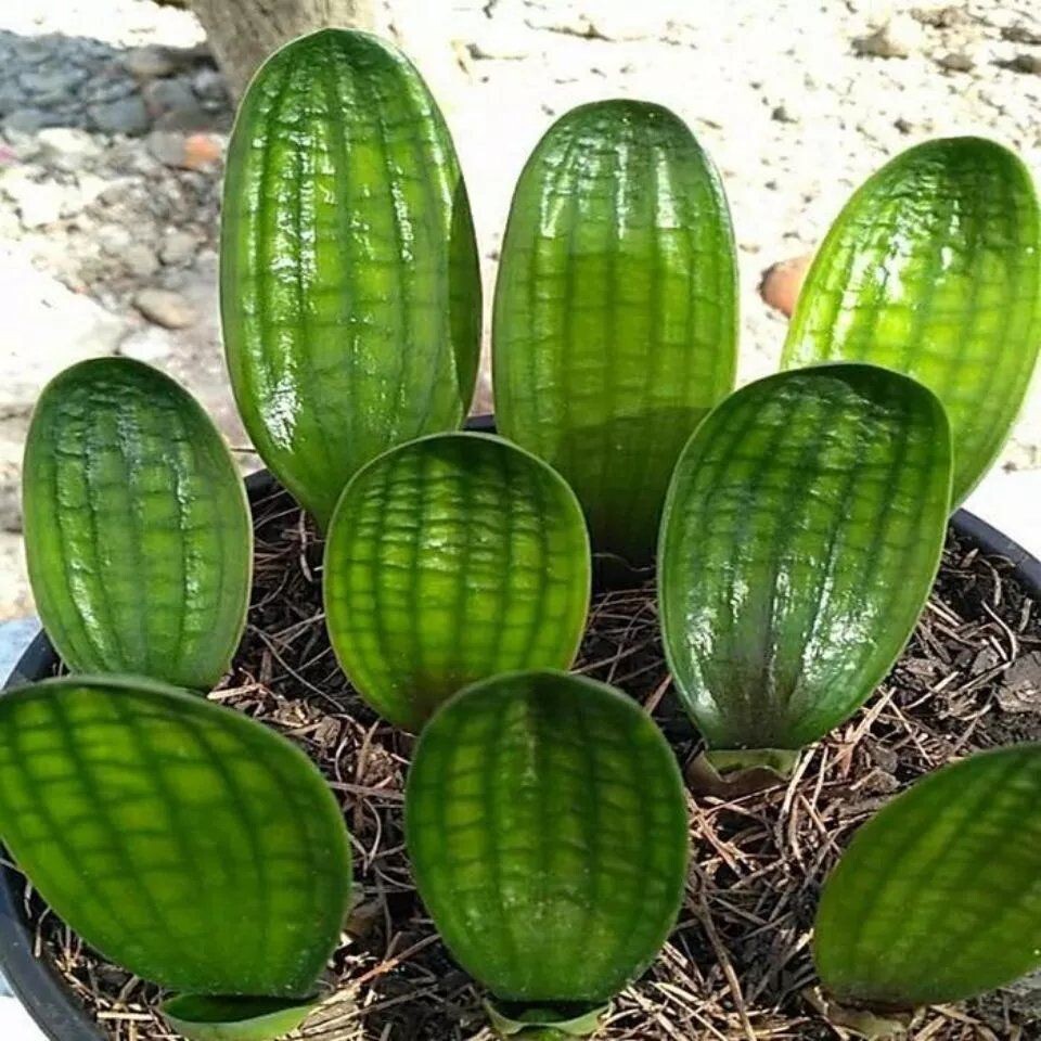 君子兰一叶精品麻脸珍珠珠王宽叶短叶圆室内外绿植时令草本花卉