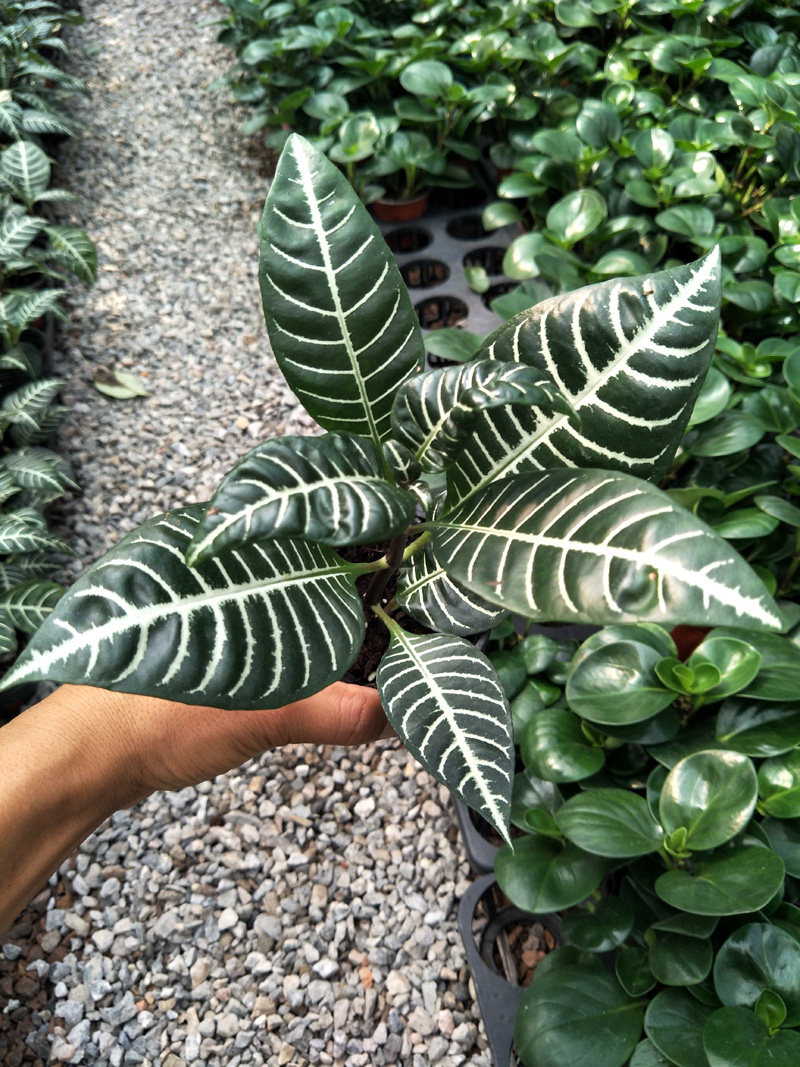 银脉绿植爵床盆栽单药花四季常绿阳台净化空气绿植