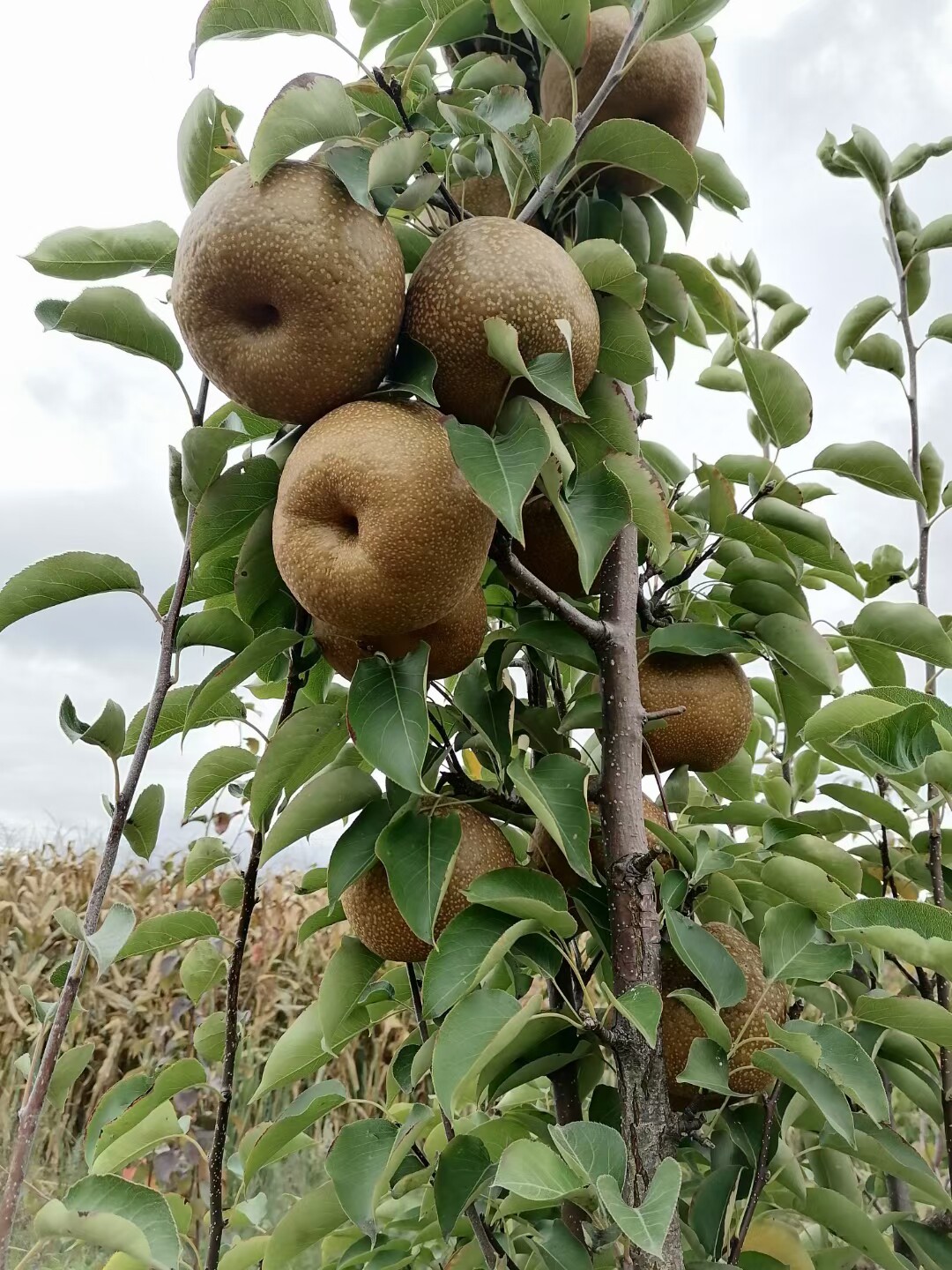 丽江大果十斤带箱多甜玉龙雪山梨汁黄皮现摘新鲜梨