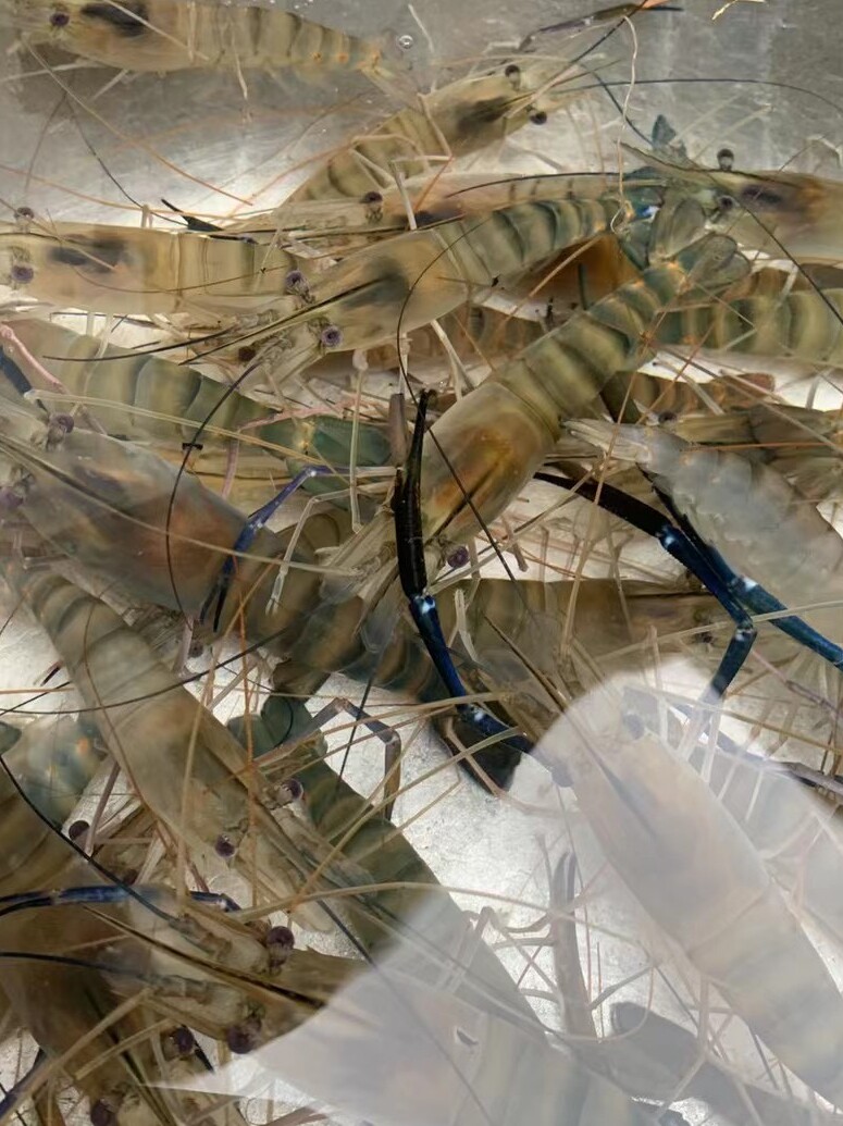 草虾冷水淡水虾苗优质太湖二号青虾长臂大头虾虾