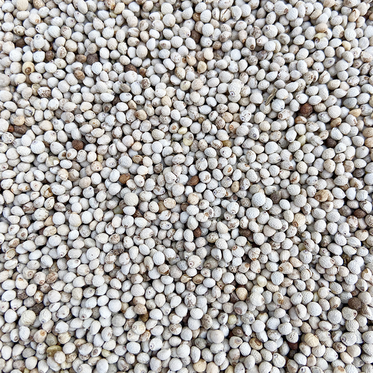 苏子白苏子软苏子鸟食鸟粮鹦鹉金丝雀芙蓉鸟黄雀拍一件5斤包邮