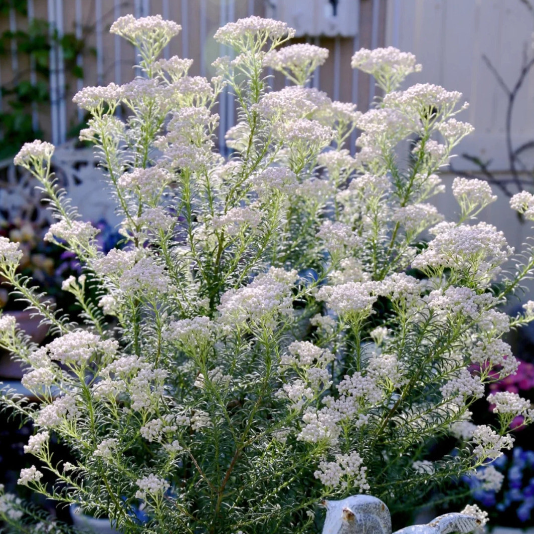 澳洲花白养护易养护花蕾色带大米米花绿植阳台绿植