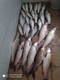 Black hole wild fishing dace essence carp winter fishing thick star small medicine tai dace bait dace pater ater Black hole wild fishing dace essence carp winter fishing thick star small medicine tai dace bait dace pater ater
