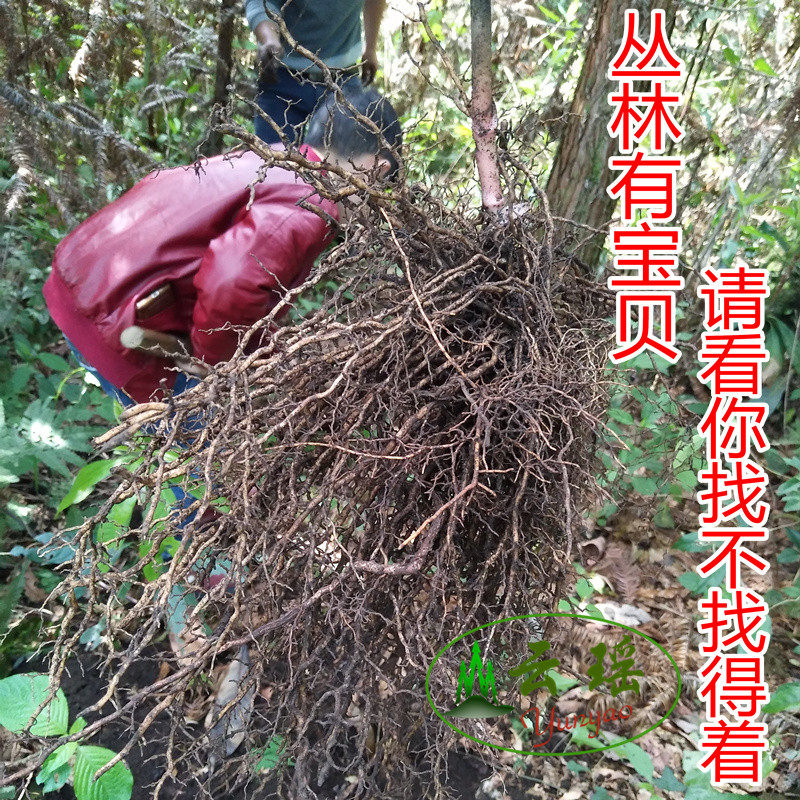 牛尾瑶山野生土春根七层层楼中草药材500克包邮其他药食同源食品
