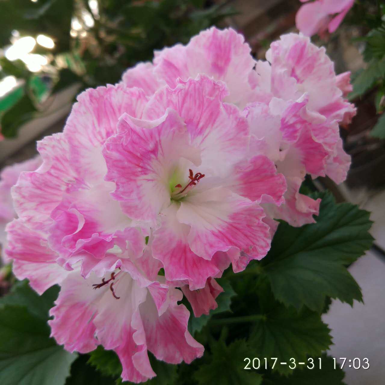 无货勿拍开售恢复原价天竺葵--大花天--德利--已春化小苗