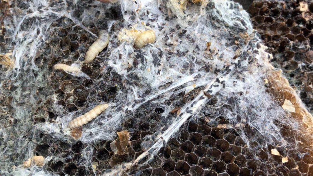 巢虫一喷灵棉虫白头蛹巢虫光头养蜂超超峰具店