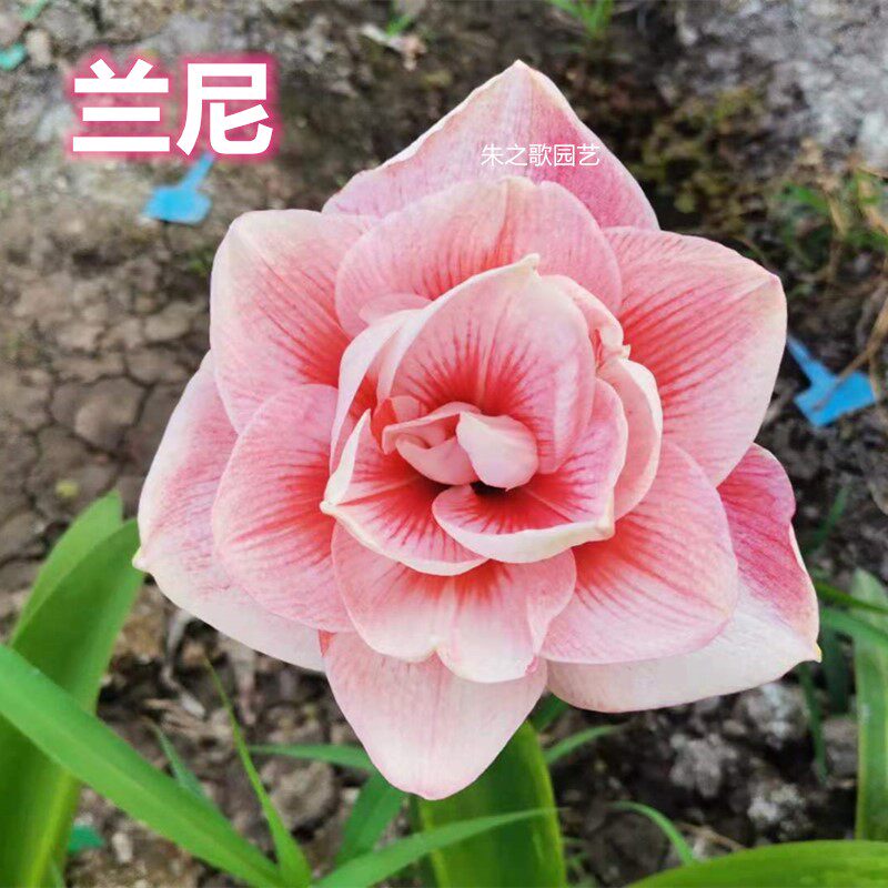 多年多年生生球根大花重瓣朱顶红兰尼室内阳台种植种球