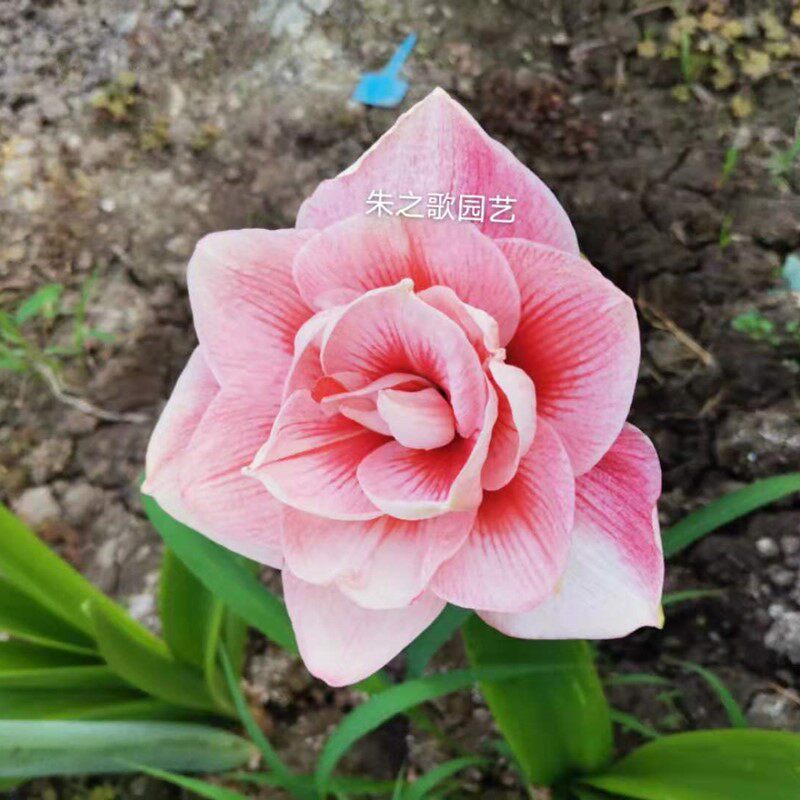 多年多年生生球根大花重瓣朱顶红兰尼室内阳台种植种球