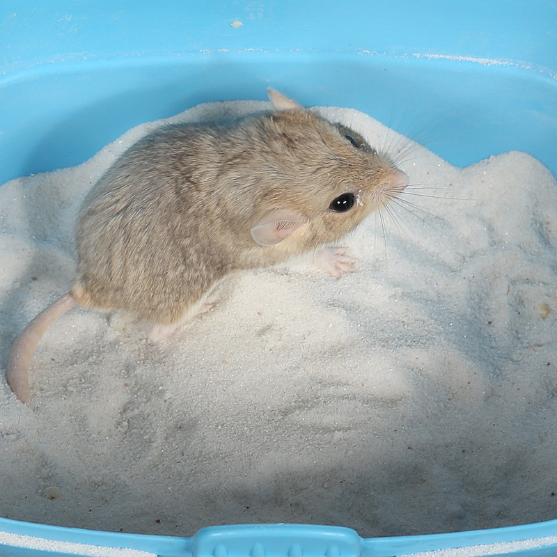 dm小动动物仓鼠通心粉沙鼠洗澡浴沙浴沙