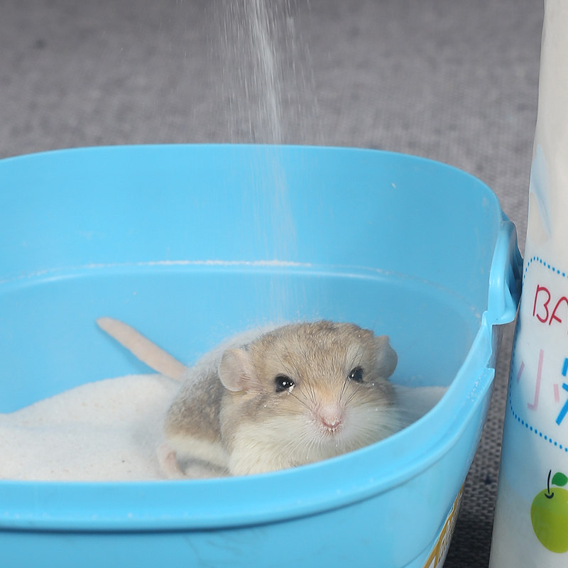 dm小动动物仓鼠通心粉沙鼠洗澡浴沙浴沙