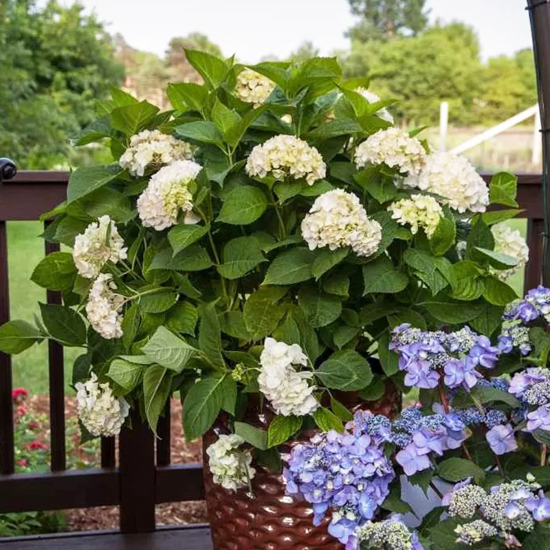 夏夏小姐的花园无尽夏新娘绣球花八仙花耐阴耐寒花卉盆栽植物苗