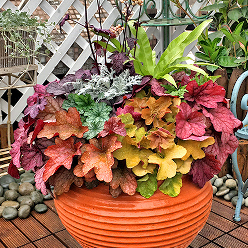 美国叶盆栽耐寒叶易活盆栽色彩泛美彩色种子花种家庭园艺种子