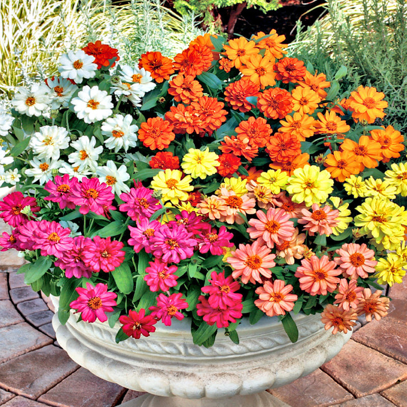 日本sakata重瓣丰花百日草进口花种种子室内四季家庭园艺种子