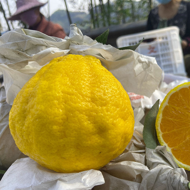 现摘正宗柠檬不知火大四川浦江丑橘新鲜丑八怪桔子