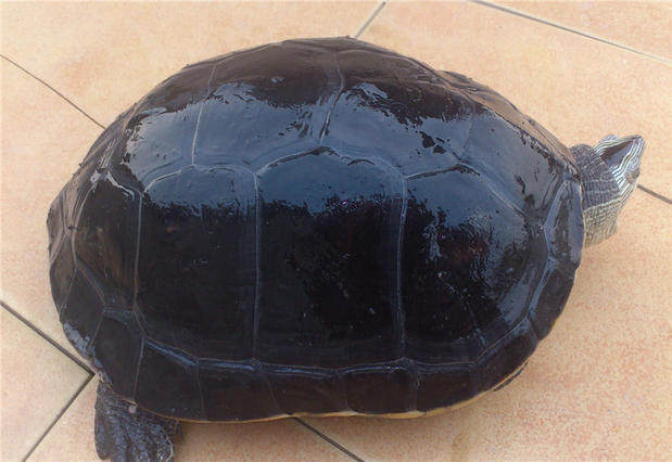 乌龟活体 素食龟吃菜龟 大型宠物龟 镇宅招财龟新手易养2-5斤