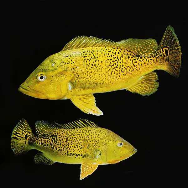 三间蓝帆中大型五间眼斑黄金帝王虫纹皇冠西亚鱼