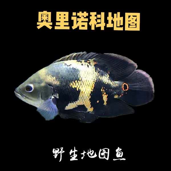 地图野生黑白鱼苗观赏鱼热带鱼凶猛猛鱼七星奥图鱼