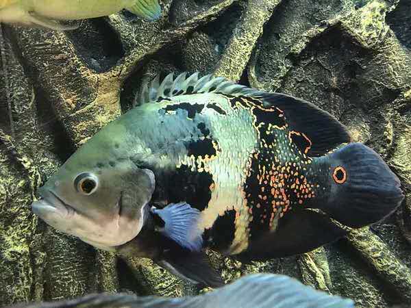 地图野生黑白鱼苗观赏鱼热带鱼凶猛猛鱼七星奥图鱼