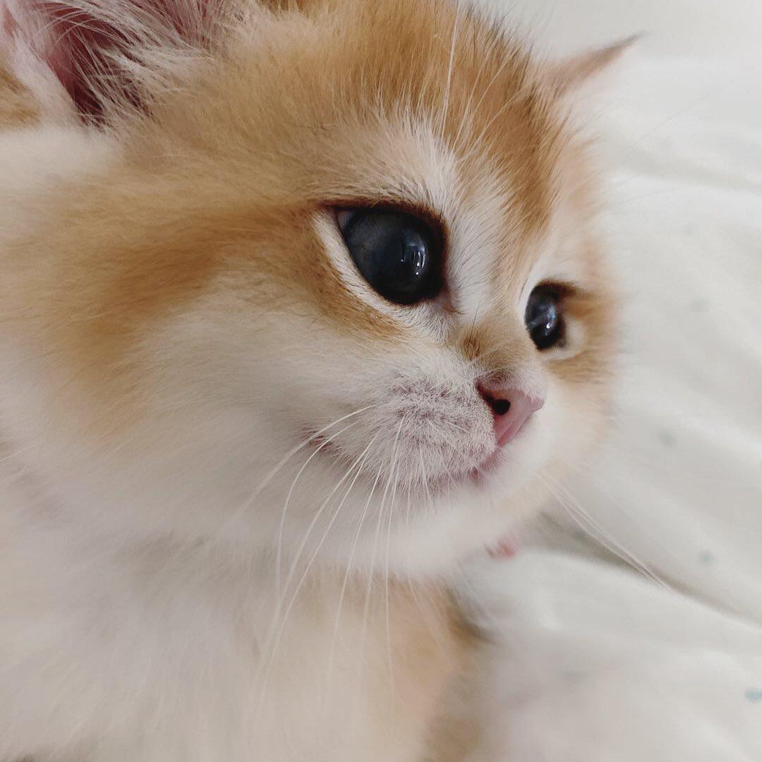 渐层北京京猫舍金英短活体宠物英国短毛猫金猫咪