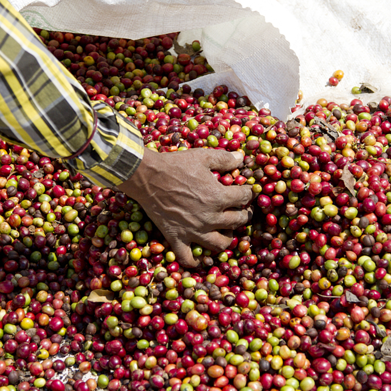 千咖【印度 季风 马拉巴 aa 日晒】indian monsooned咖啡生豆100g