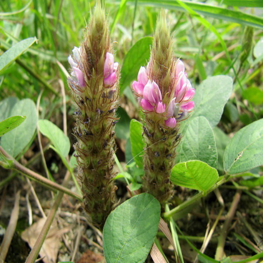 野生狸尾草狸尾豆羊咩香草药煲狸美草农村地肝其他药食同源食品