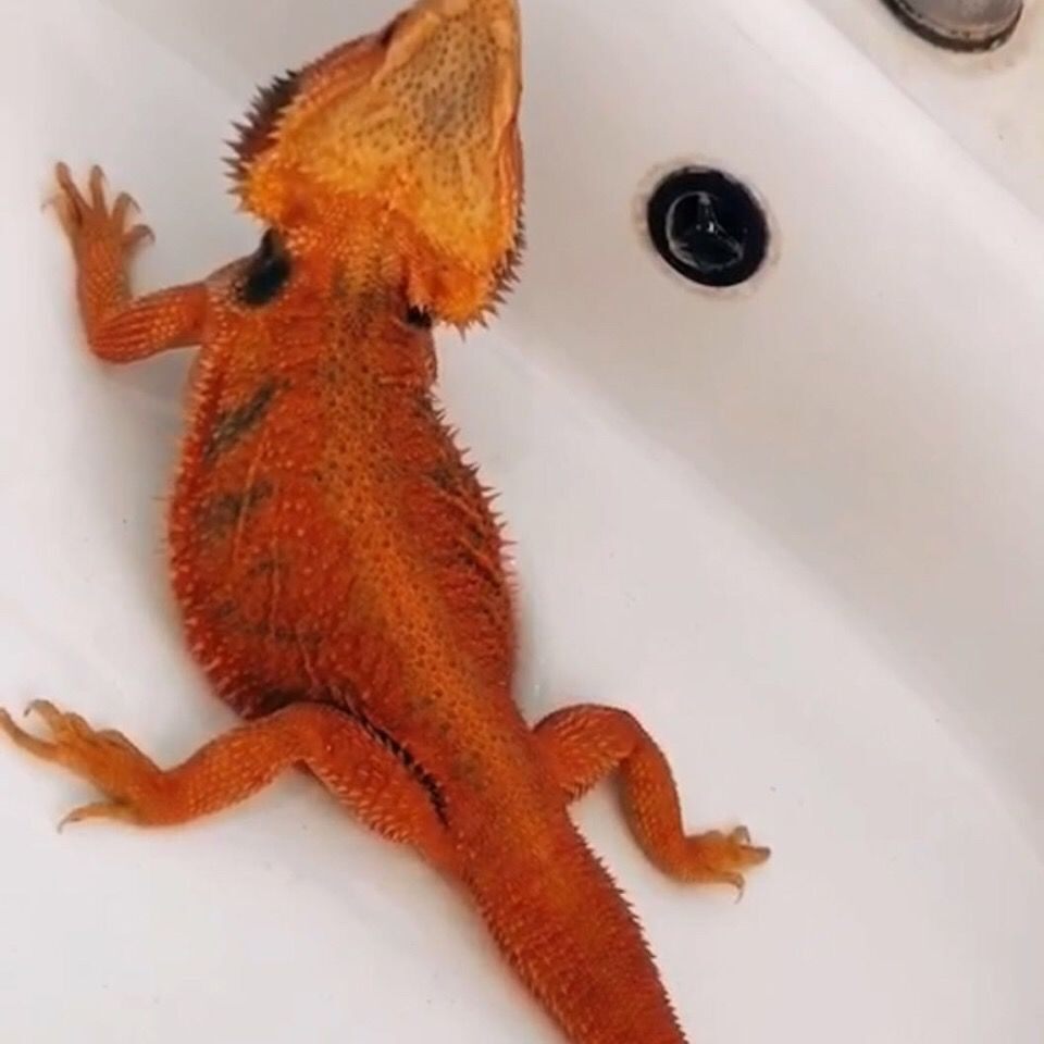 鬃狮温顺可爱橘红柑橘咬人蜥蜴宠异级爬入门特色爬宠