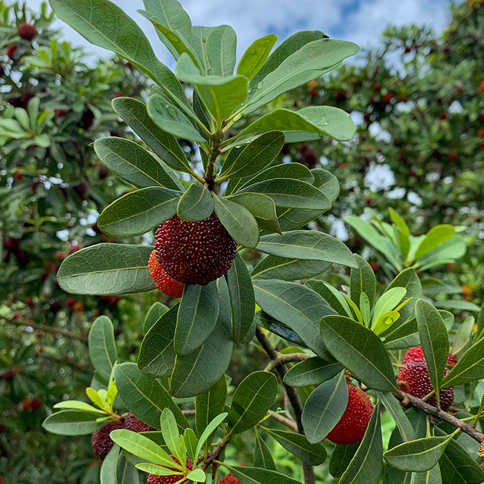 慈溪余姚富硒杨梅荸荠新鲜水果非东魁现摘现发杨梅