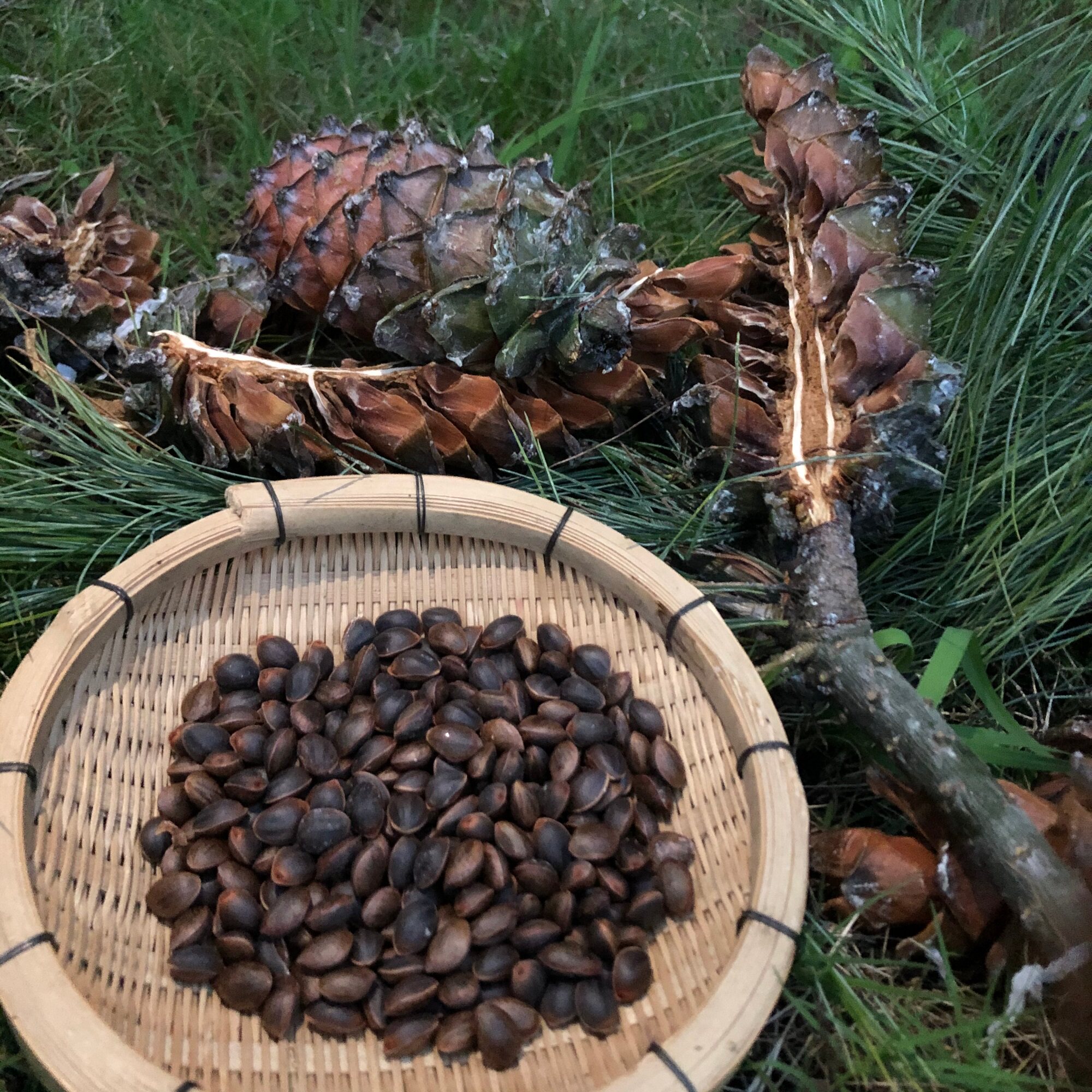 松子散装云南野生新鲜生的不开开口500g原味松子