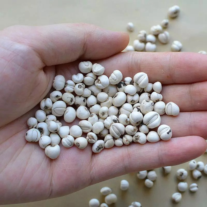 正宗四川野生川贝母特级无硫松贝川贝粉中药材50克产地发货包顺丰