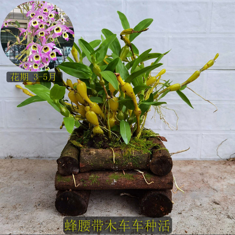 石斛带木车种活金钗木车鼓槌车车盆花车蜂腰车盆熟时令草本花卉