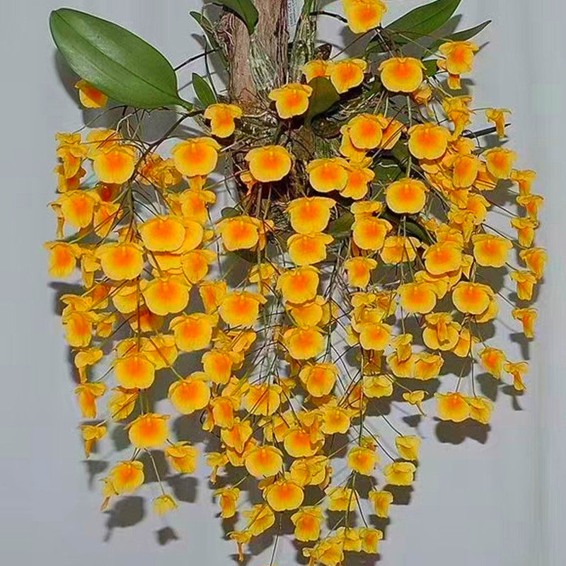 石斛黄花龟背洋兰吊兰兰花花卉绿植植物包邮时令草本花卉