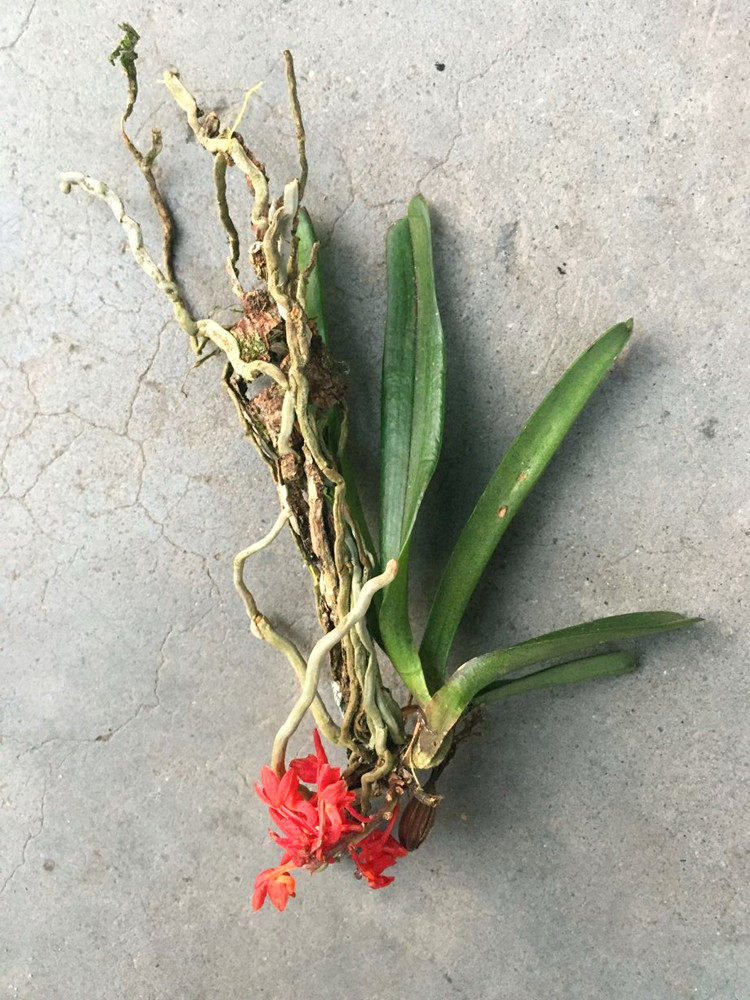 红花兰花花鸟舌兰稀有吊兰石斛盆栽植物花卉时令草本花卉