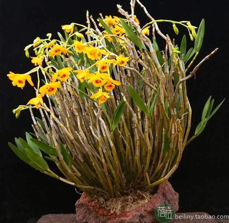 兰花石斛鲜活黄橙又名叠鞘观赏附生花卉盆栽国兰