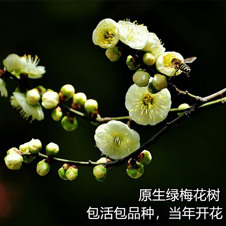 原生绿梅树苗带花苞绿鄂梅盆栽地栽耐寒红梅花苗庭院种花卉风景树