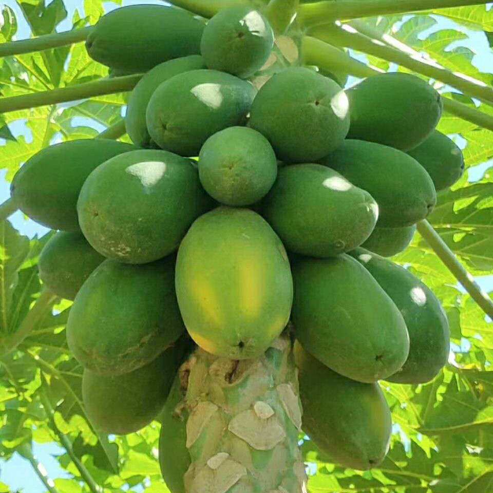 海南三亚新鲜水果红心木瓜包邮10斤装牛奶红心木瓜一整箱