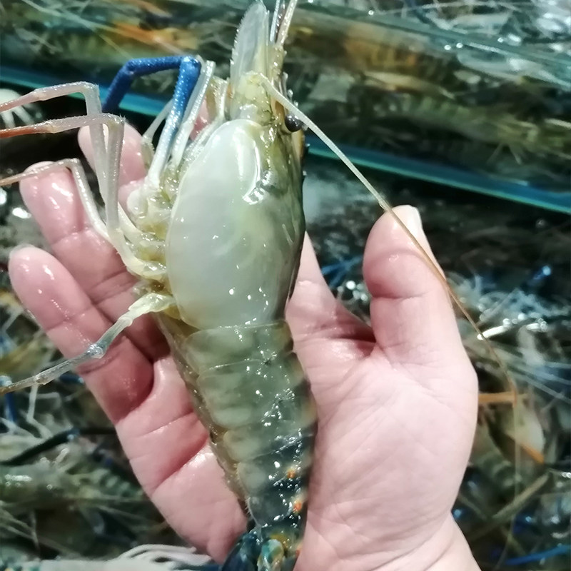 鲜活500g北京闪送罗氏大头虾金钱沼虾活虾淡水活虾