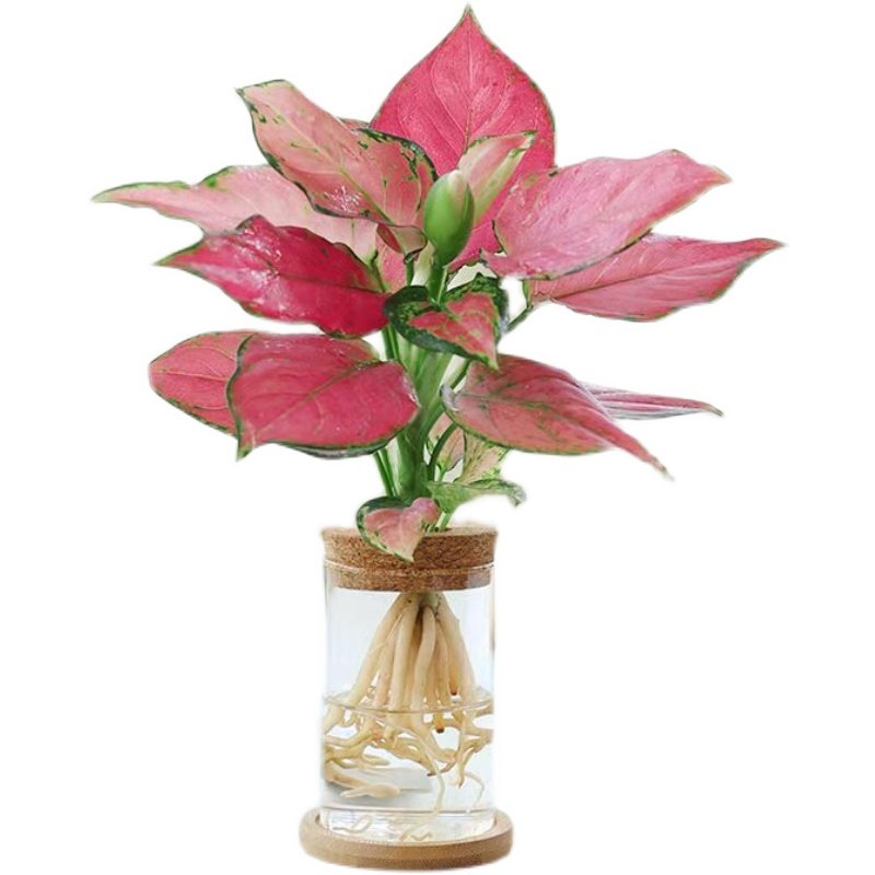 吉利红花花卉盆栽水土中国红绿植物大苗旺宅绿植