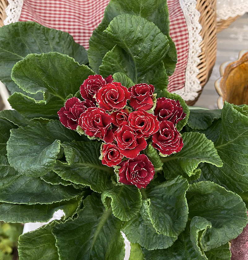 报春报春花欧洲玫瑰冬天露天花卉喜阳耐寒盆栽花卉