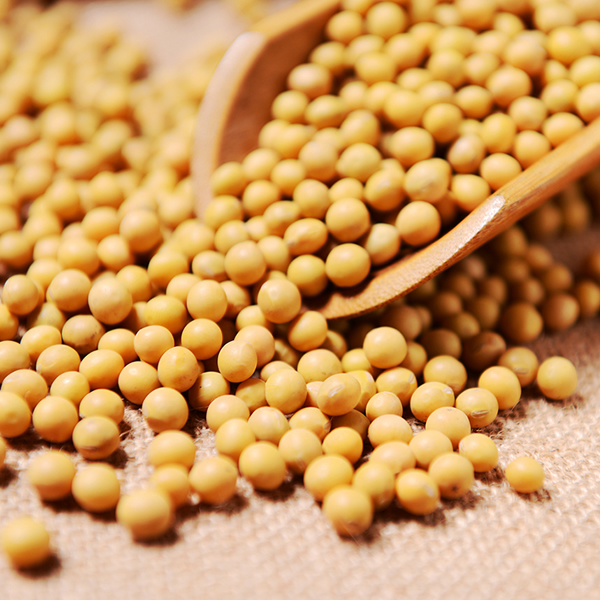 黄豆大豆装包5斤五谷杂粮农家黑龙江专用发芽东北黄豆