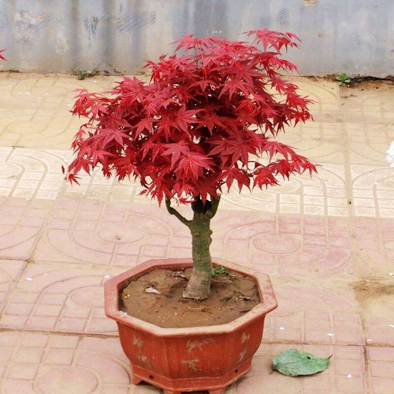 红枫室内外盆栽花卉种植爬藤观叶红叶红叶绿植