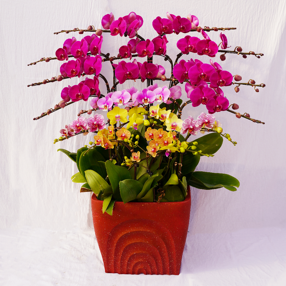 蝴蝶兰盆栽春节促销年宵礼品花卉室内兰花青岛时令草本花卉