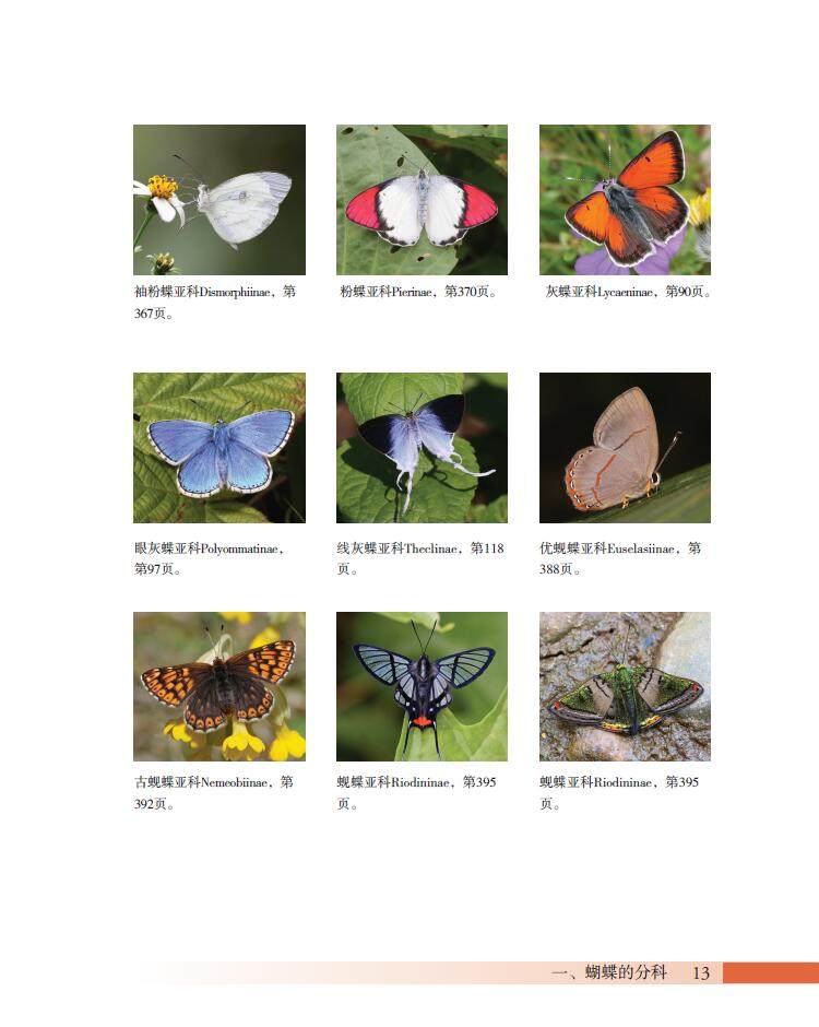 蝴蝶图解世界图鉴科普生命科学图片精美生命科学