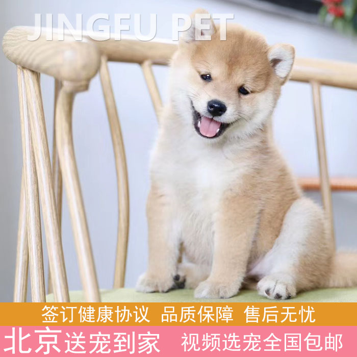 柴犬日本柴犬赤色网红微笑柴活体cku犬舍黑柴豆柴包邮
