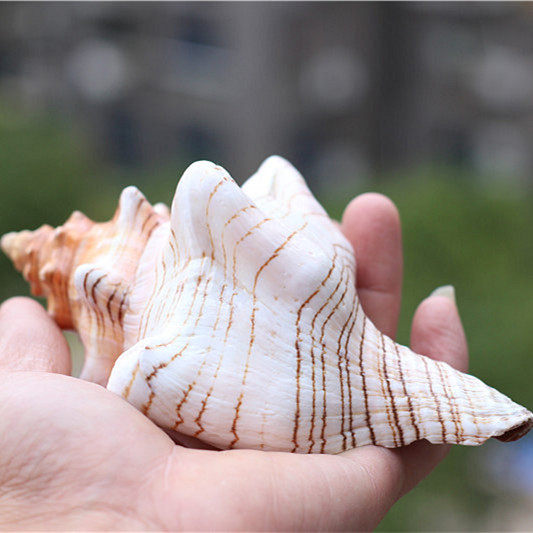 包邮天然海螺贝壳赤旋羊角螺壳鱼缸海螺