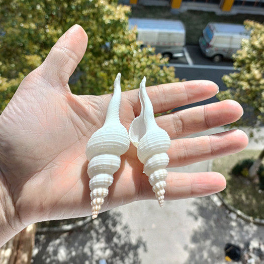 热卖天然海螺贝壳白法长旋螺鱼缸水族造景拍摄海螺